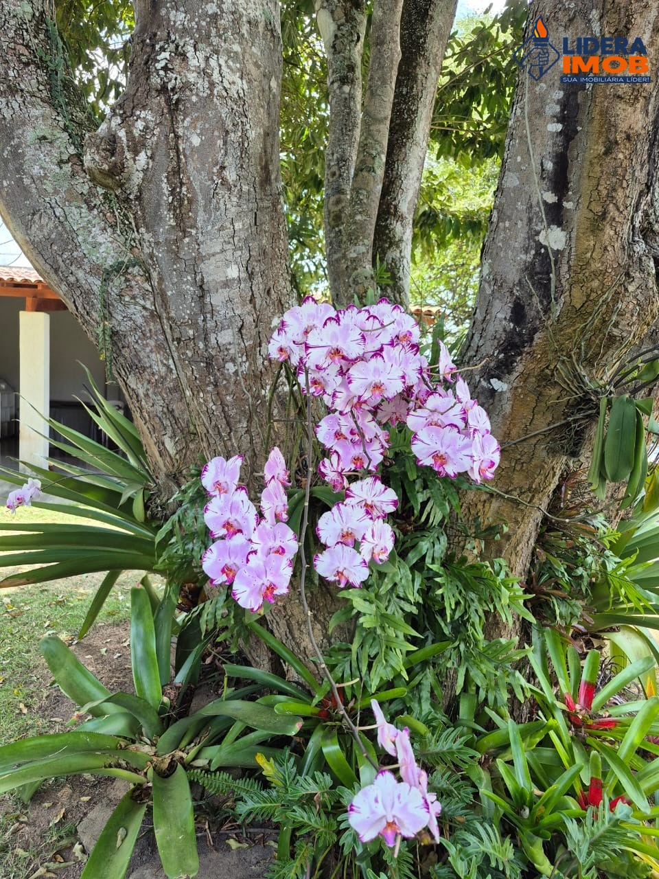 Chácara, 4 quartos, 10000 m² - Foto 5