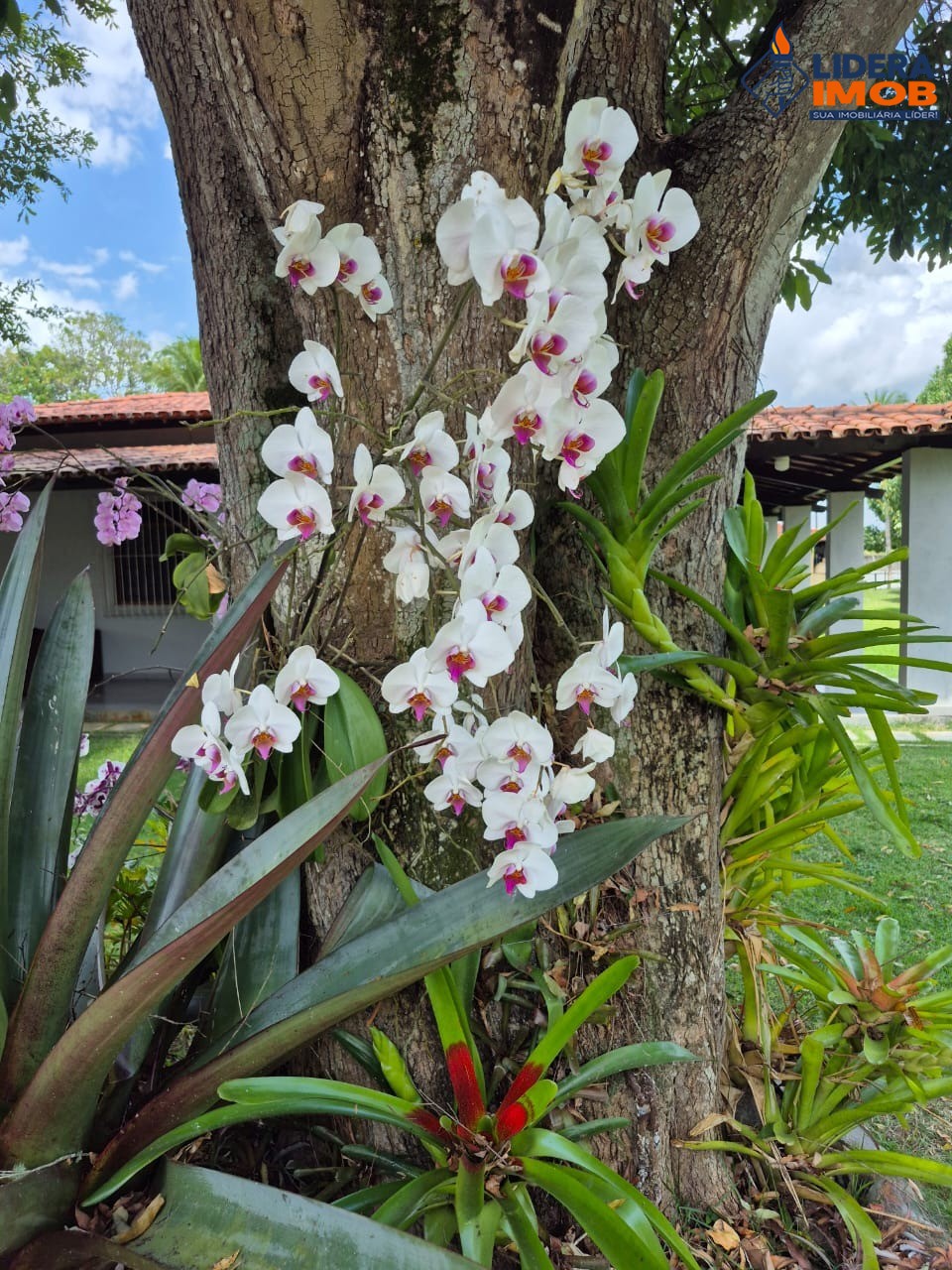 Chácara, 4 quartos, 10000 m² - Foto 2