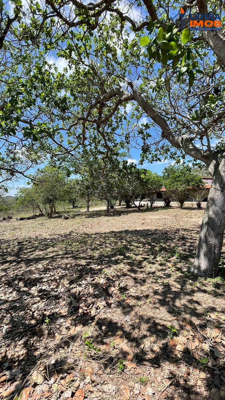 Chácara, 4 quartos, 6 hectares - Foto 2