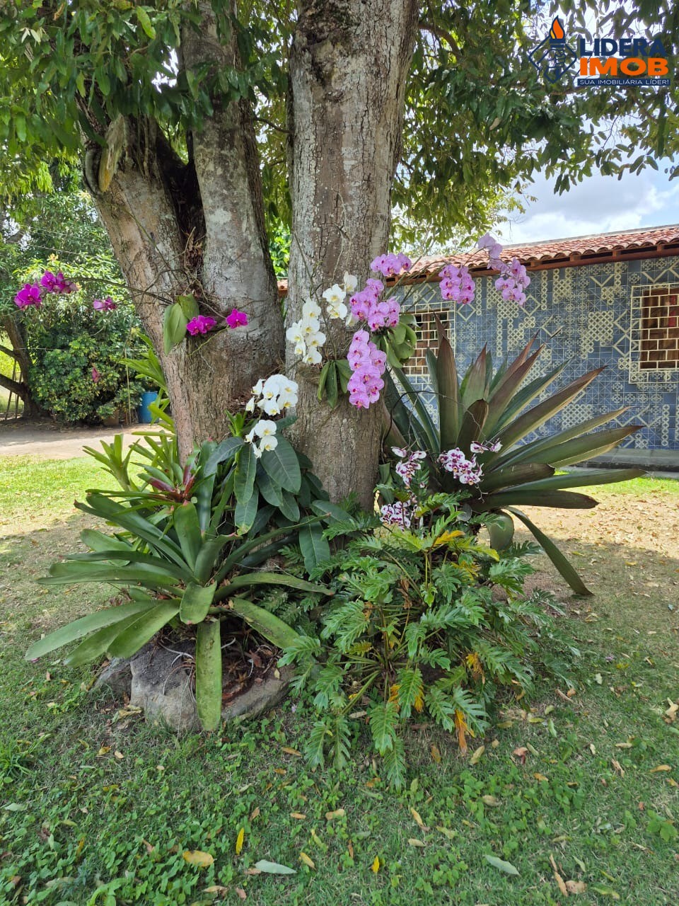 Chácara, 4 quartos, 10000 m² - Foto 4