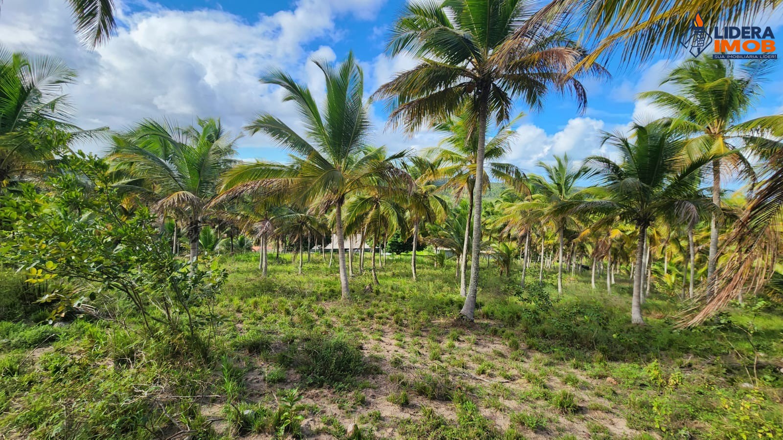 Fazenda, 14 hectares - Foto 8