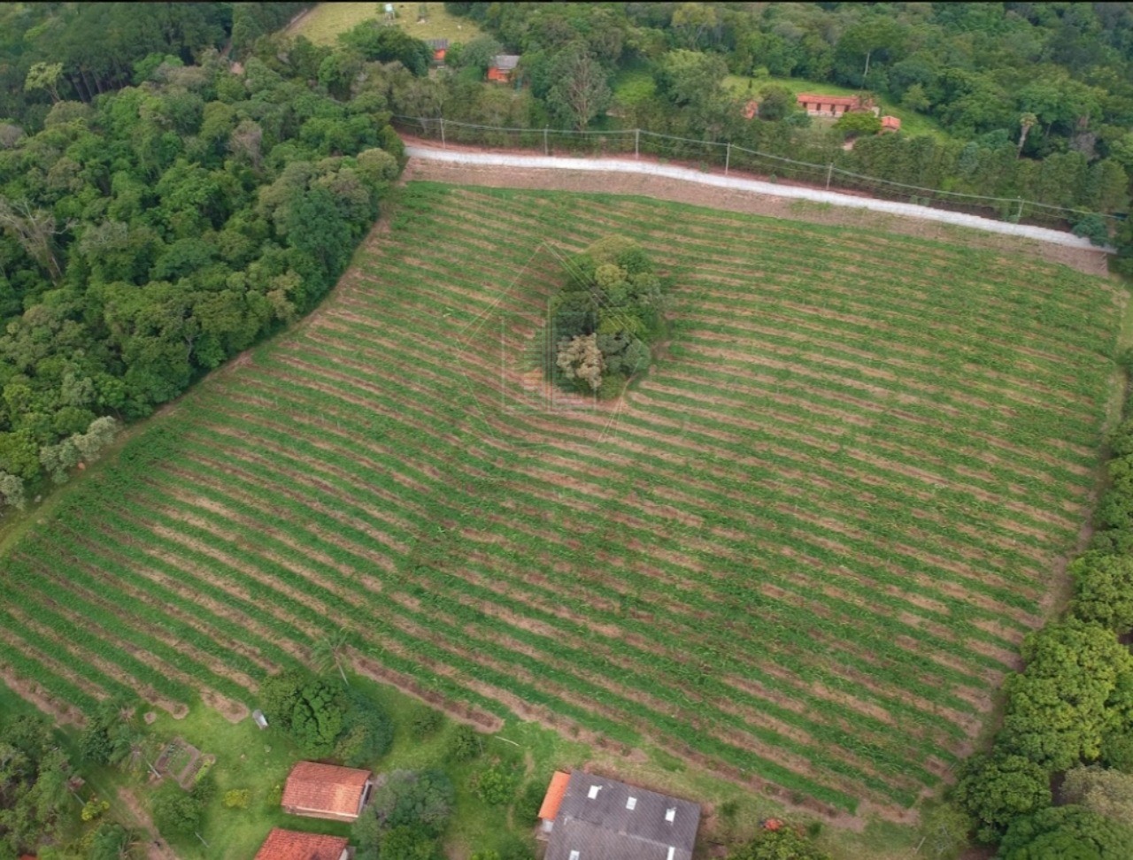 Sítio, 11 hectares - Foto 10