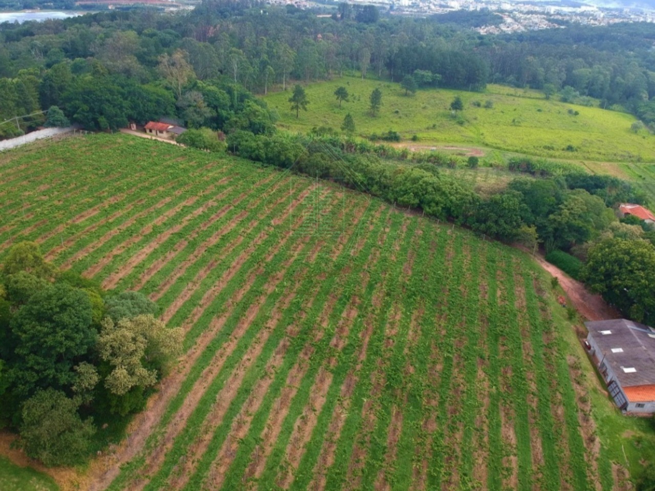 Sítio, 11 hectares - Foto 8