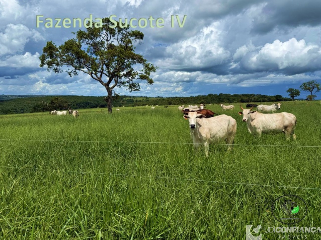 Fazenda - Foto 18
