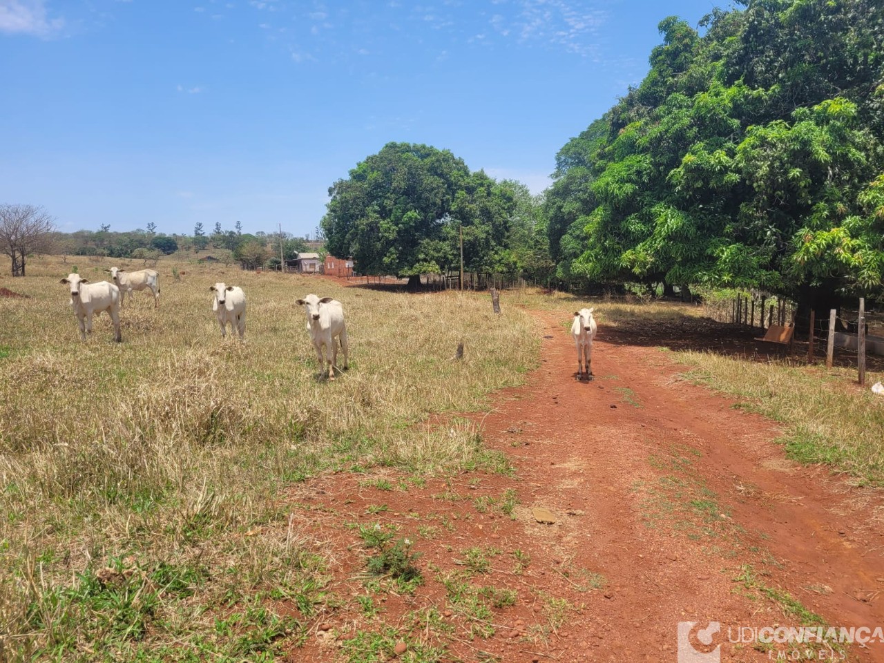 Fazenda - Foto 14