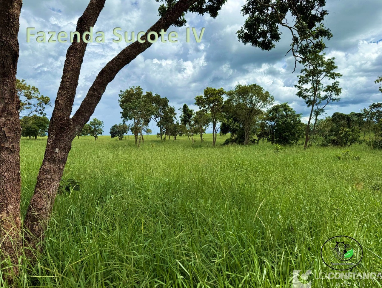 Fazenda - Foto 10