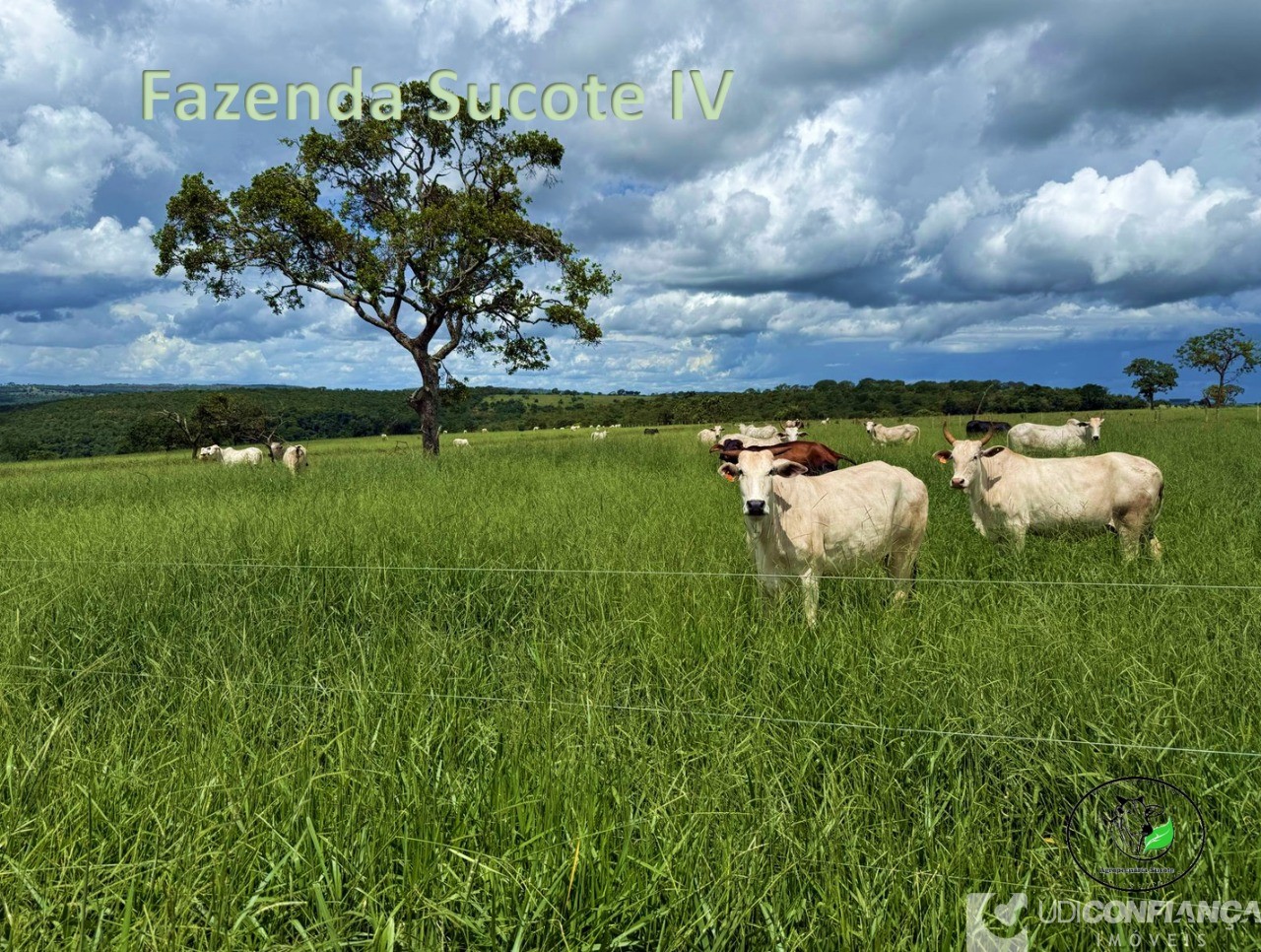 Fazenda - Foto 13
