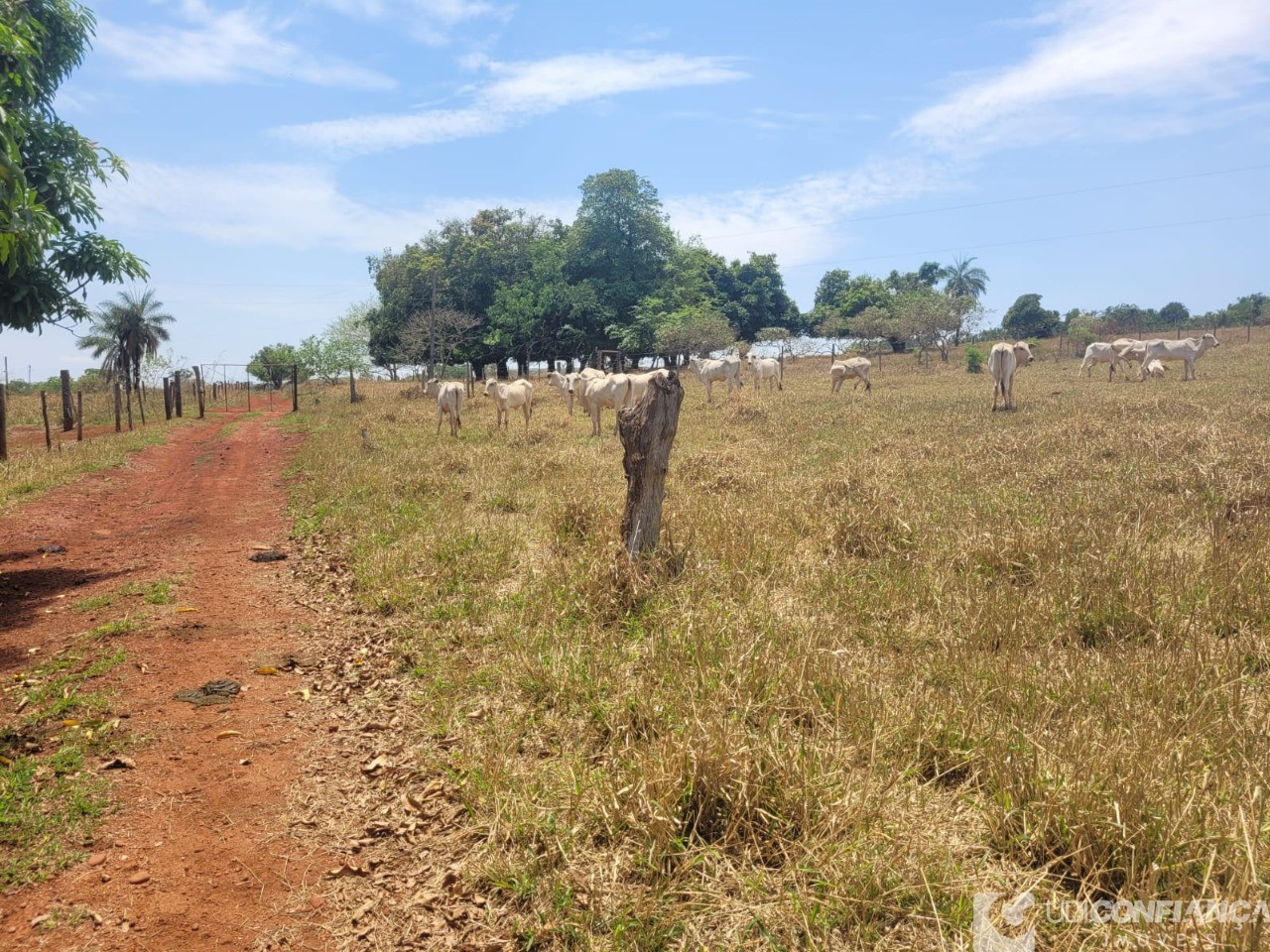 Fazenda - Foto 20
