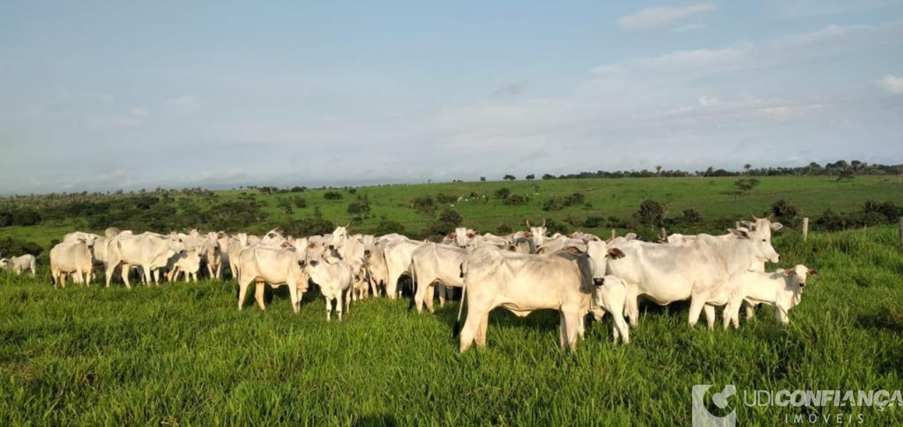 Fazenda - Foto 11