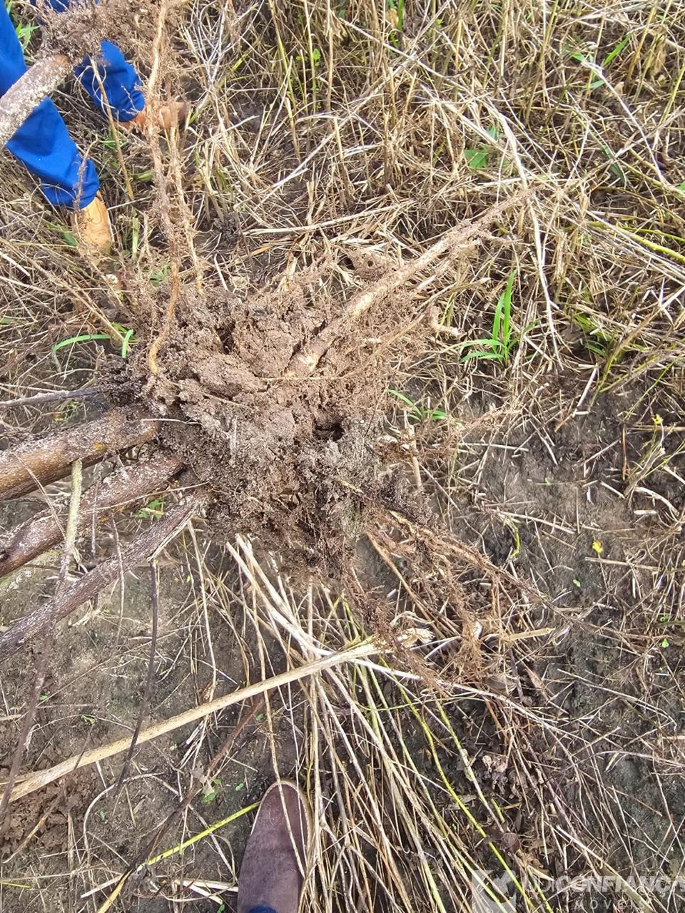 Fazenda - Foto 3