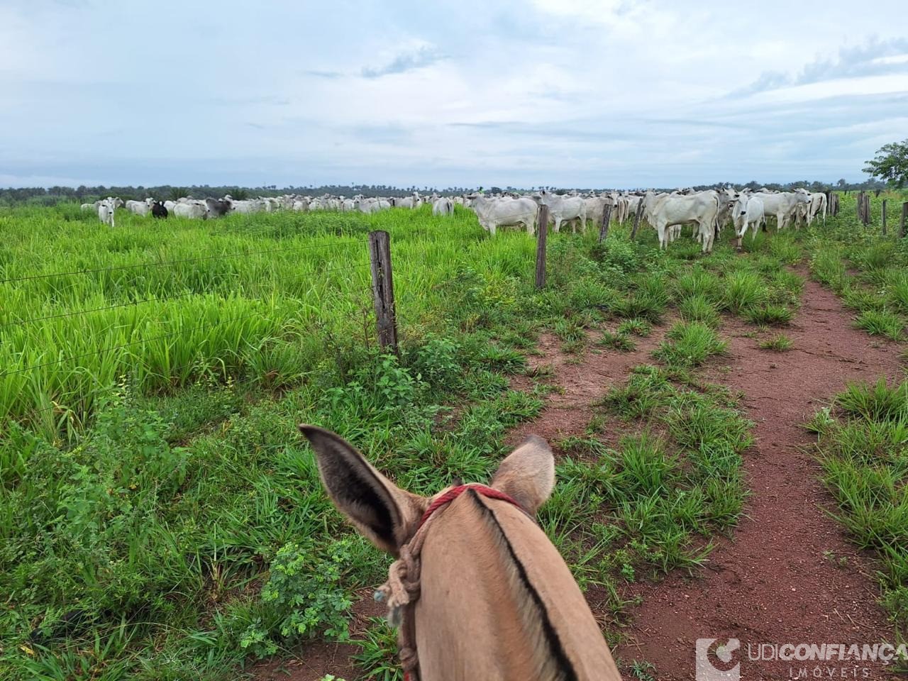Fazenda - Foto 12