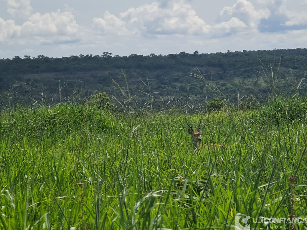 Fazenda - Foto 8