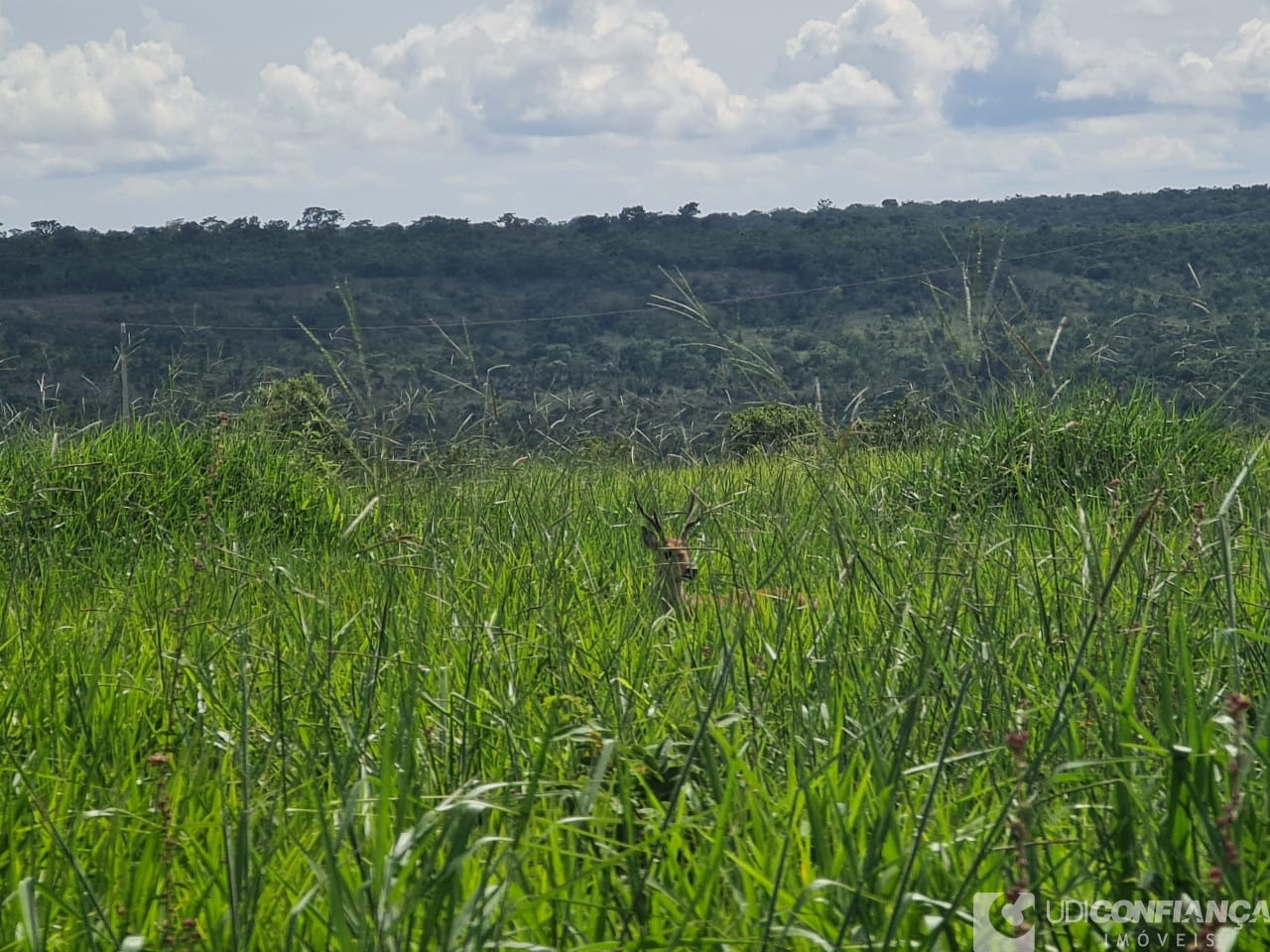 Fazenda - Foto 3
