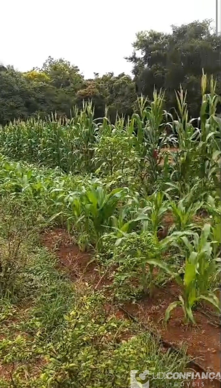 Fazenda - Foto 10