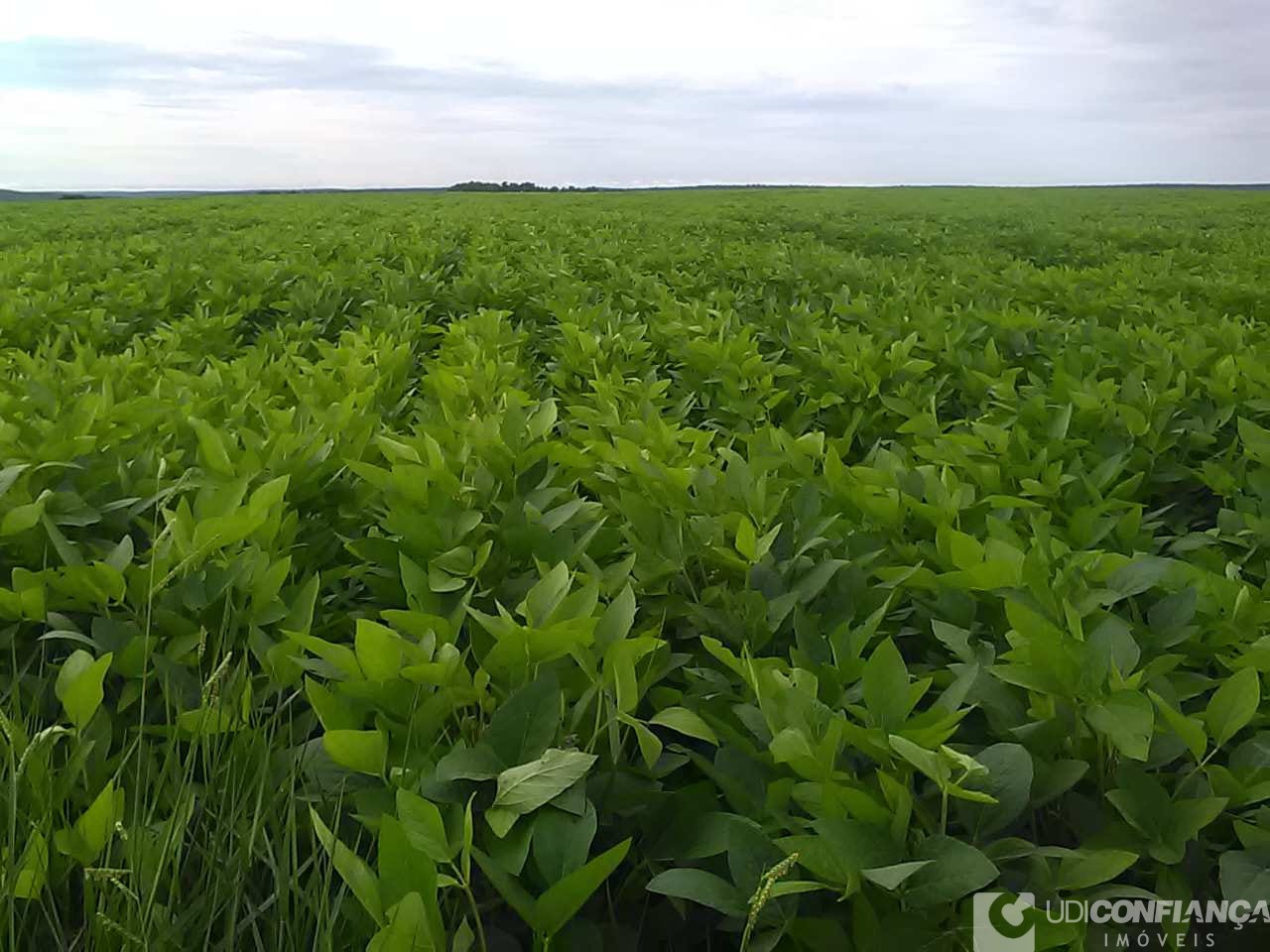 Fazenda - Foto 14
