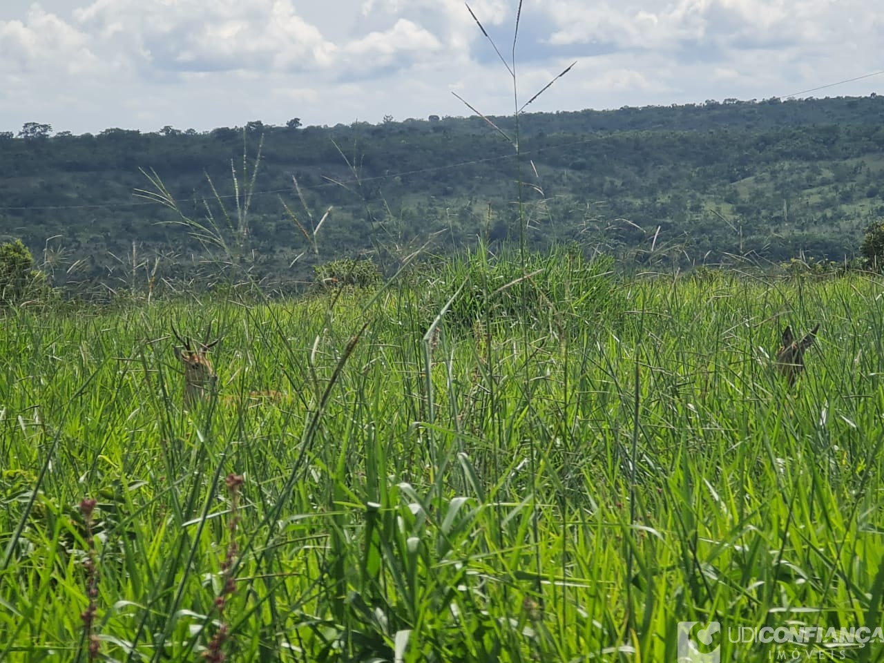 Fazenda - Foto 4