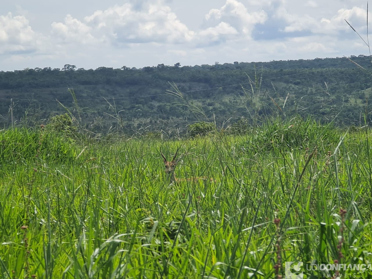Fazenda - Foto 1
