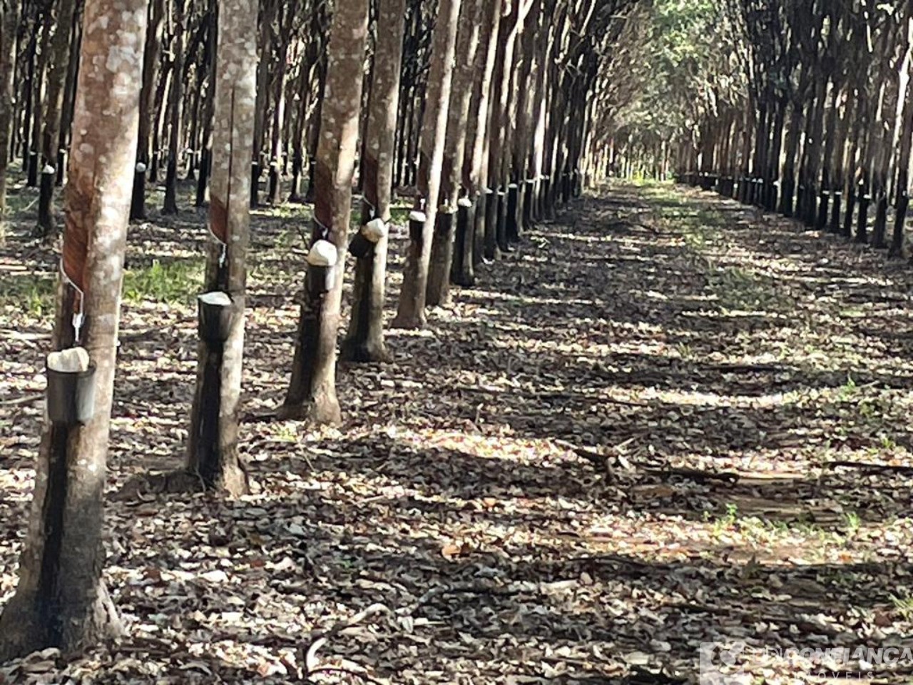 Fazenda - Foto 17