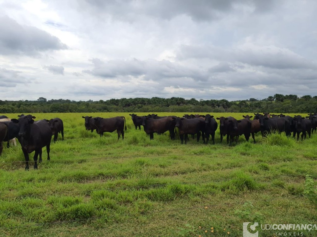 Fazenda - Foto 3
