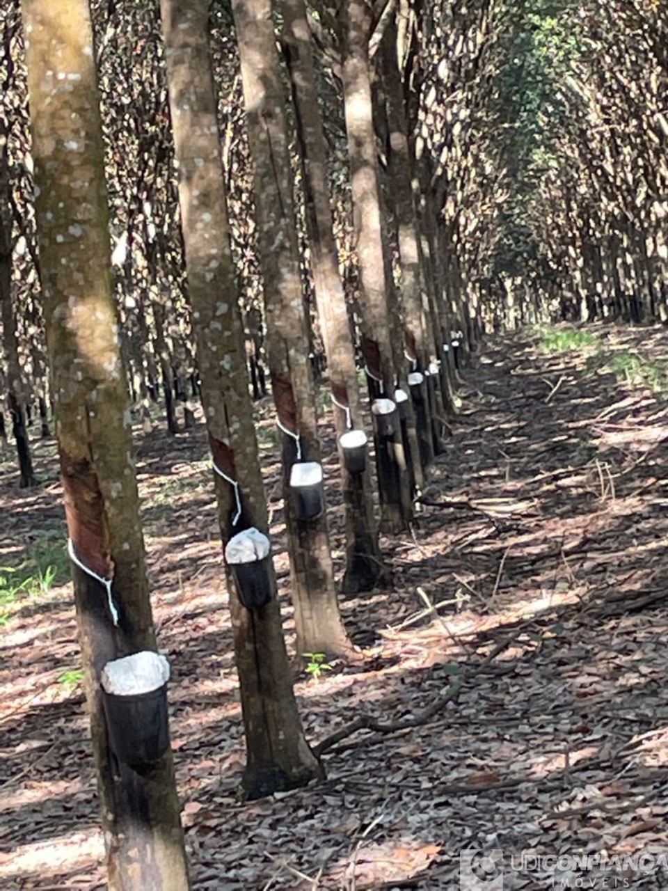 Fazenda - Foto 9