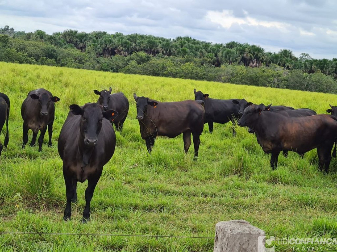 Fazenda - Foto 14