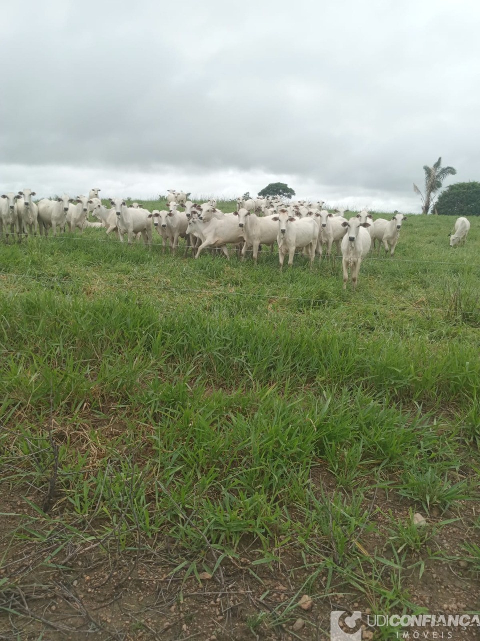 Fazenda - Foto 1