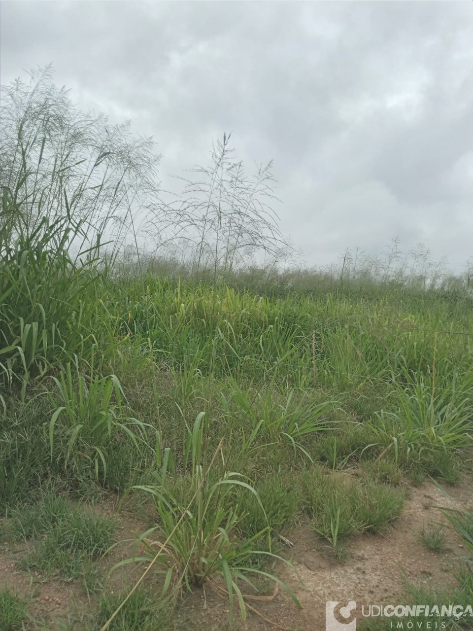Fazenda - Foto 8