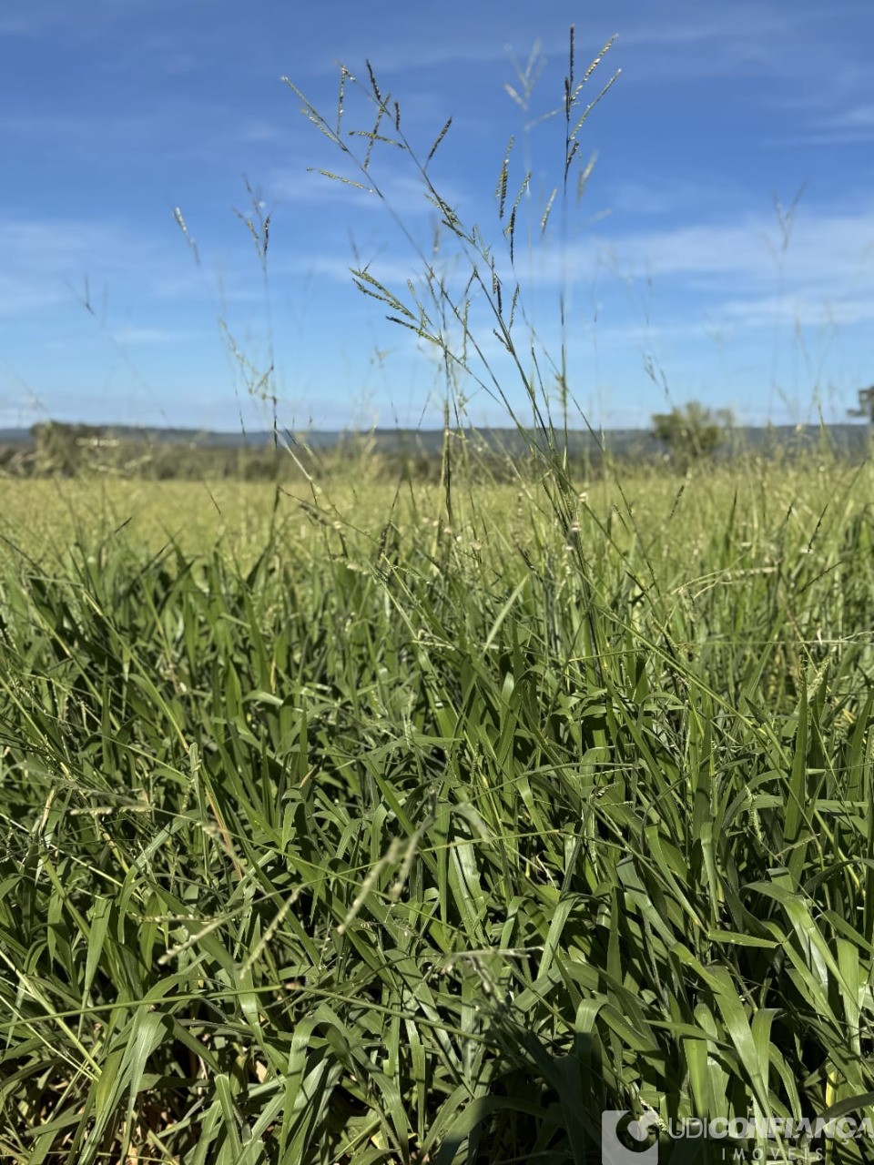 Fazenda - Foto 3