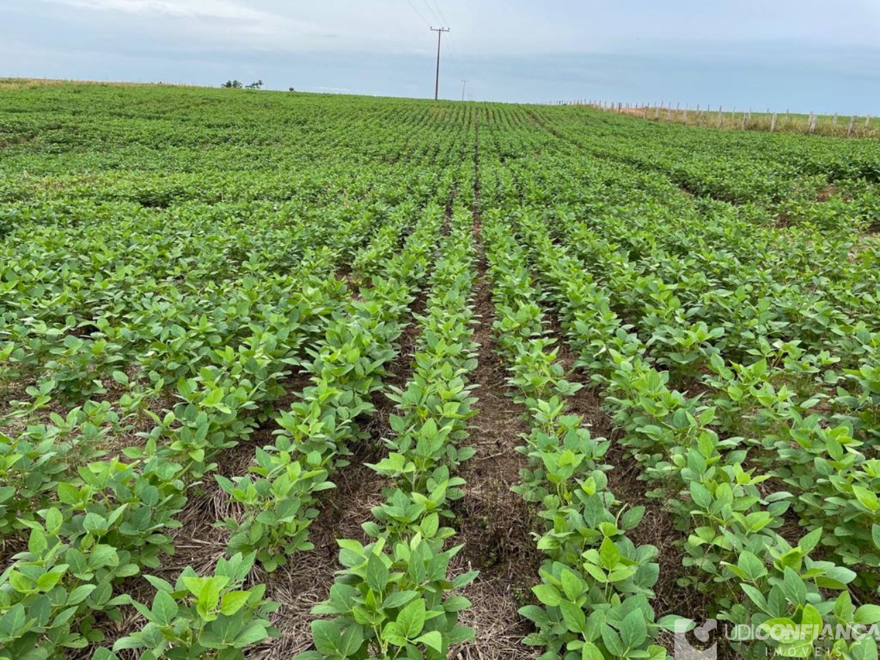 Fazenda - Foto 7