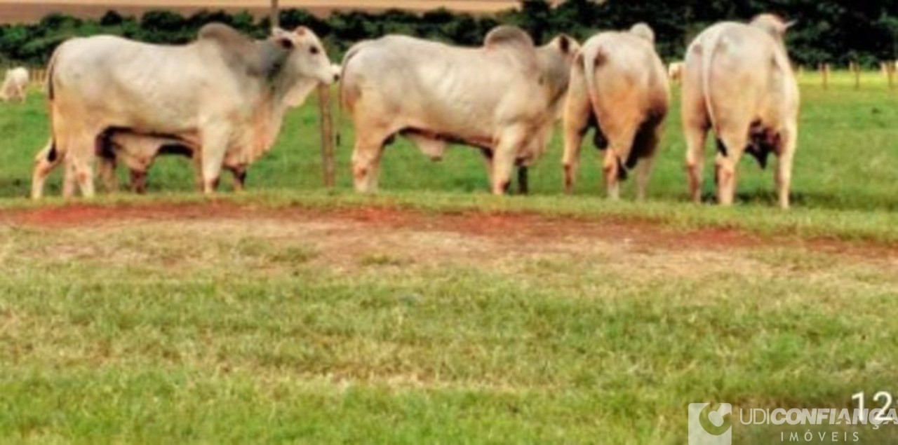 Fazenda - Foto 6