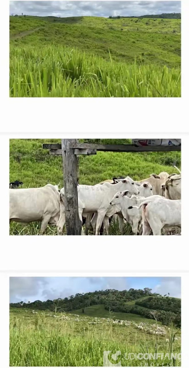 Fazenda - Foto 2