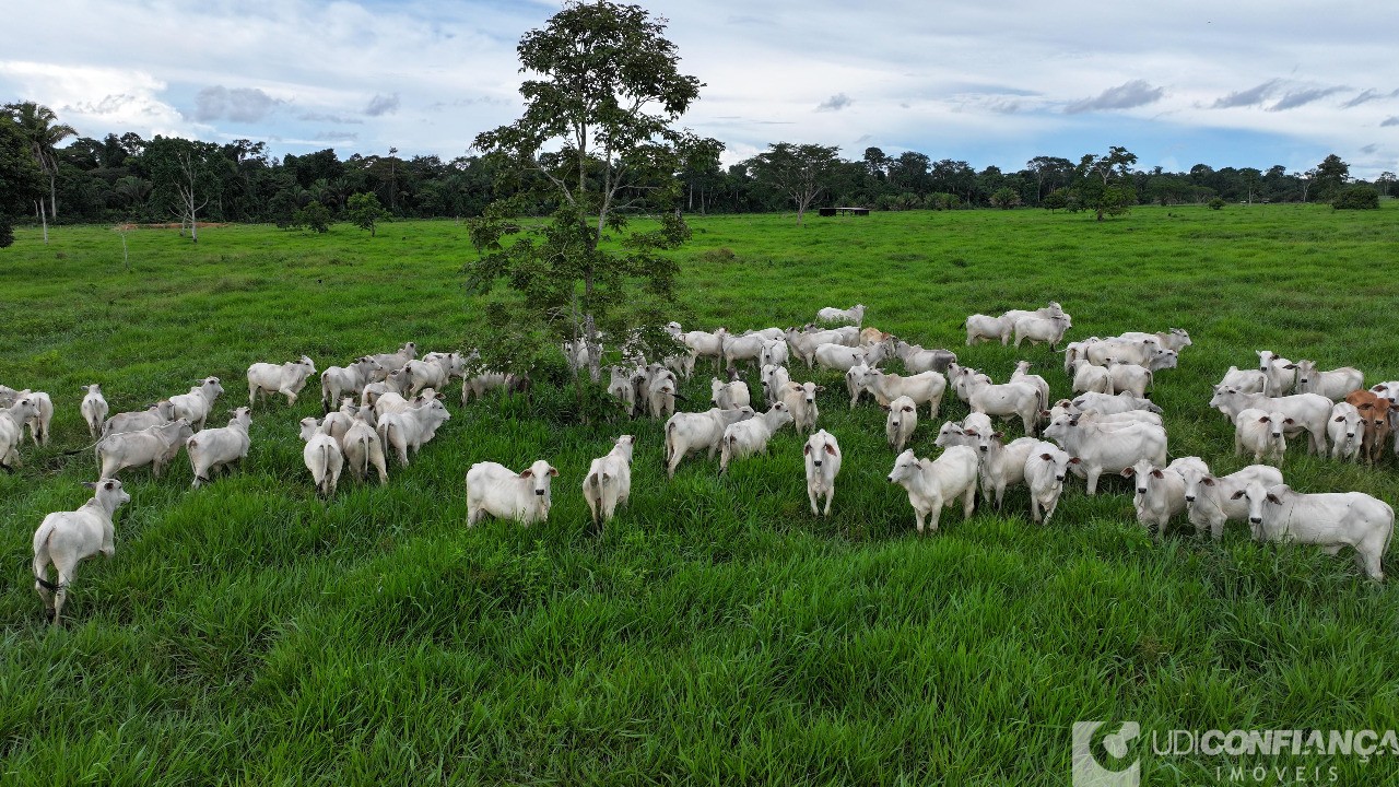 Fazenda - Foto 1