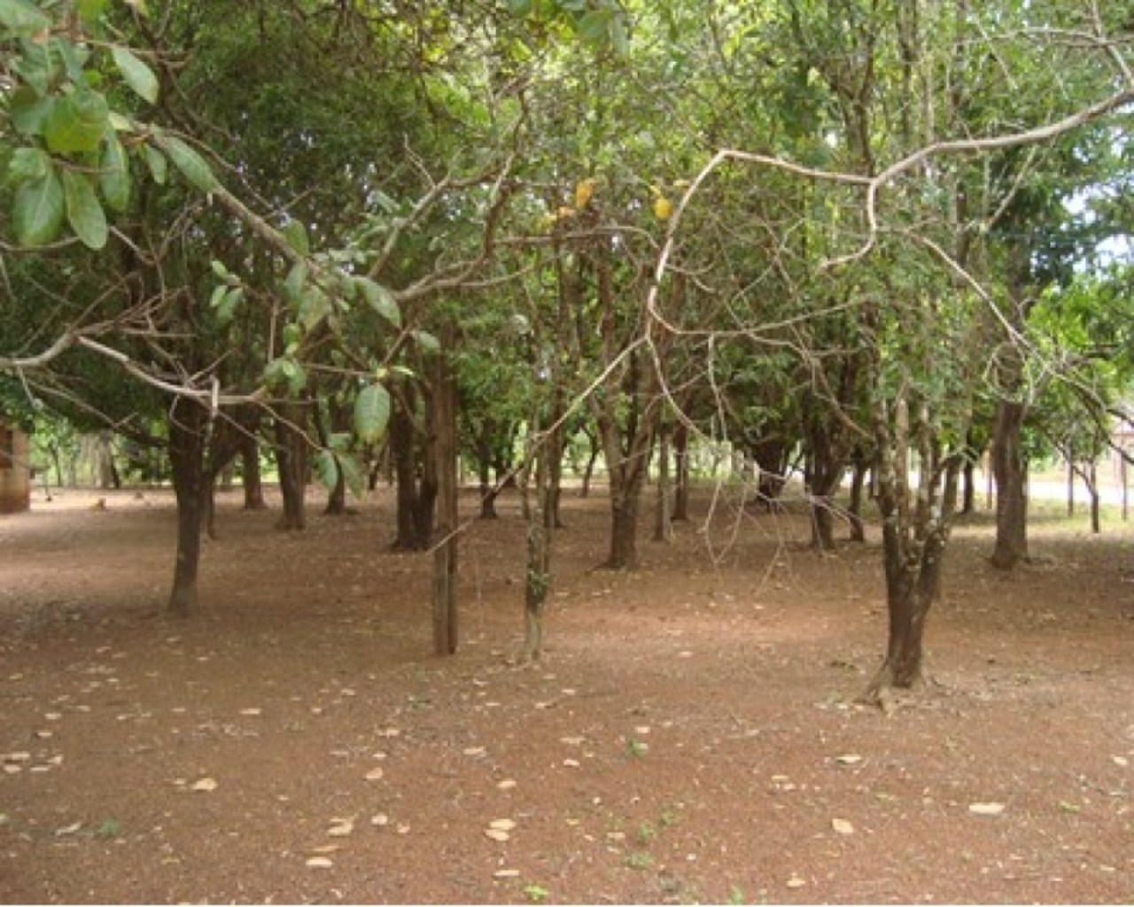 Chácara, 1 quarto, 1 m² - Foto 3