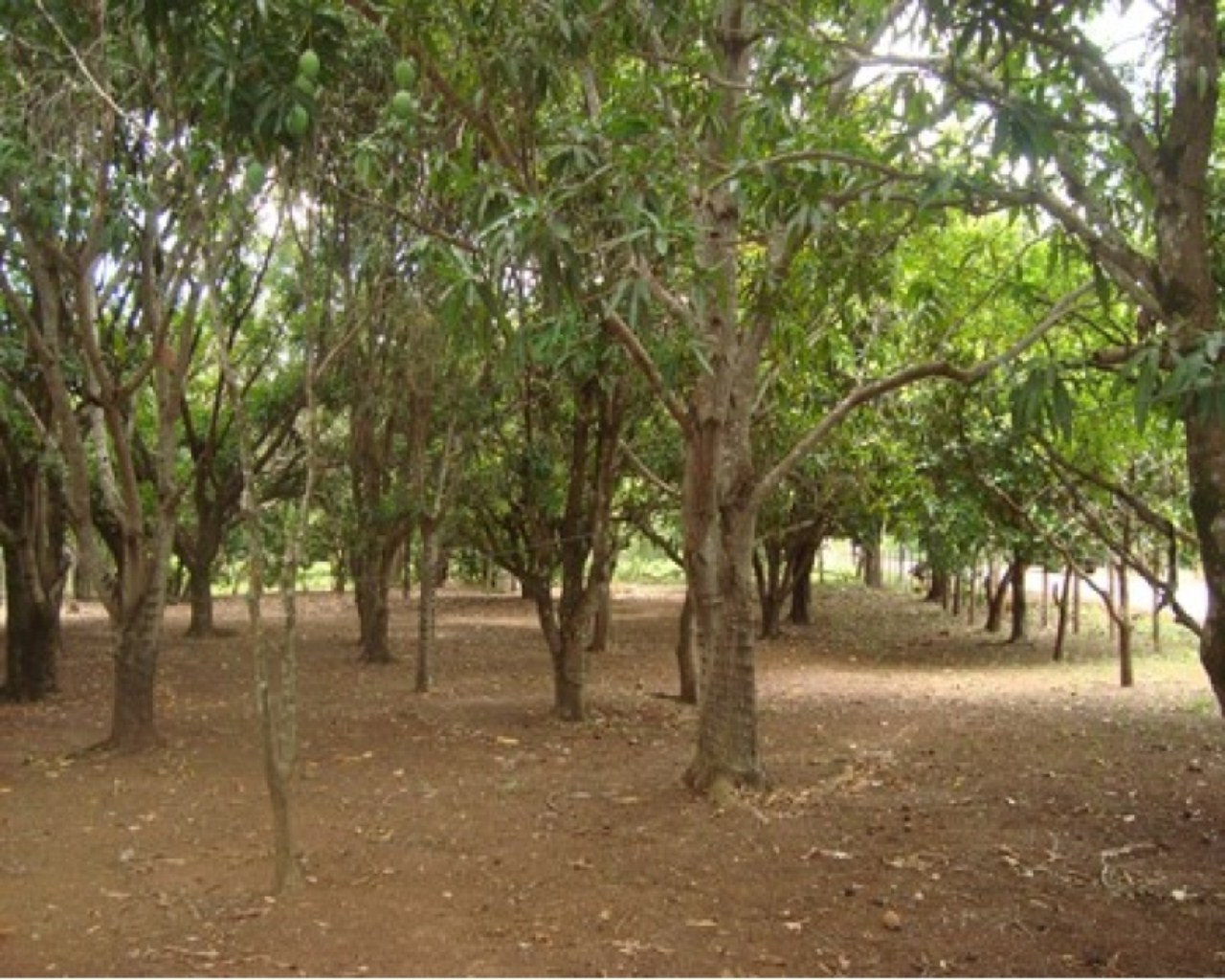 Chácara, 1 quarto, 1 m² - Foto 4