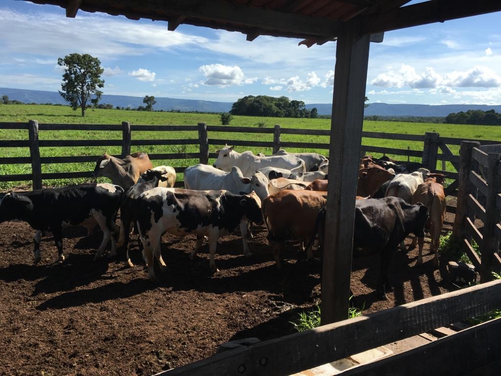 Fazenda, 4 quartos - Foto 3