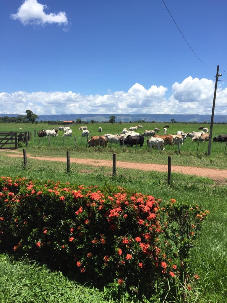Fazenda, 4 quartos - Foto 5