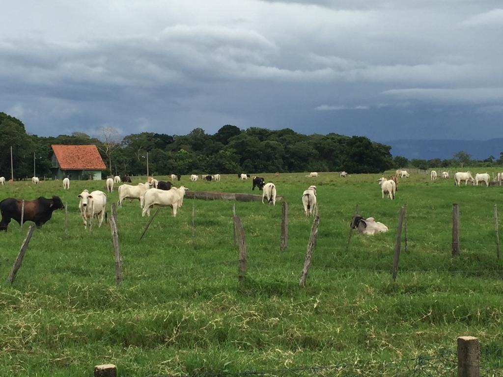 Fazenda, 4 quartos - Foto 7