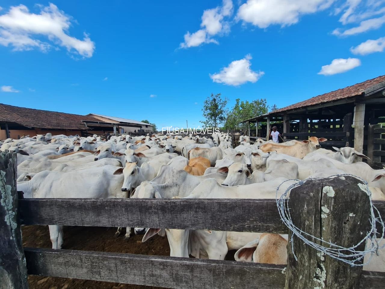 Fazenda - Foto 26