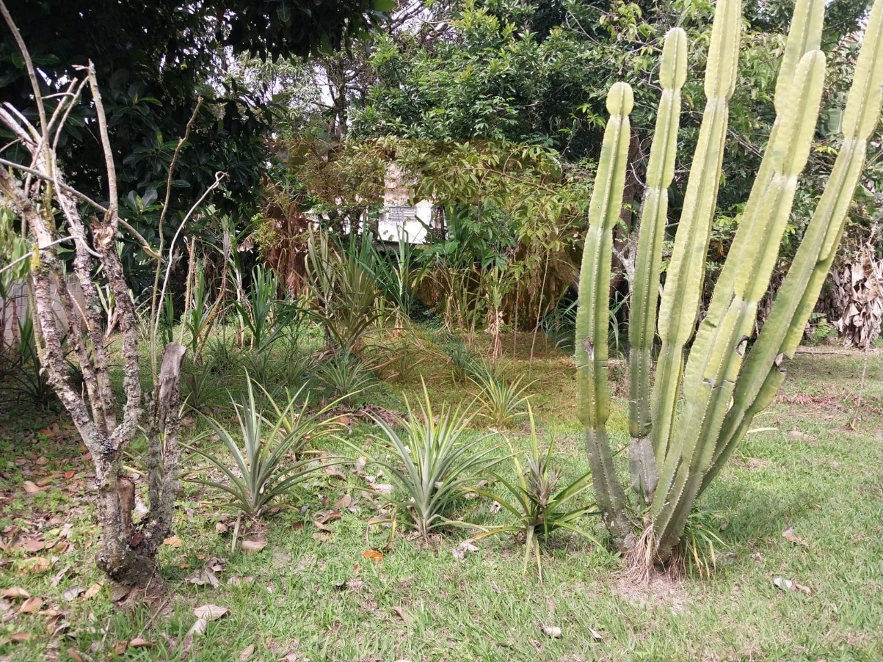 Chácara, 3 quartos - Foto 7