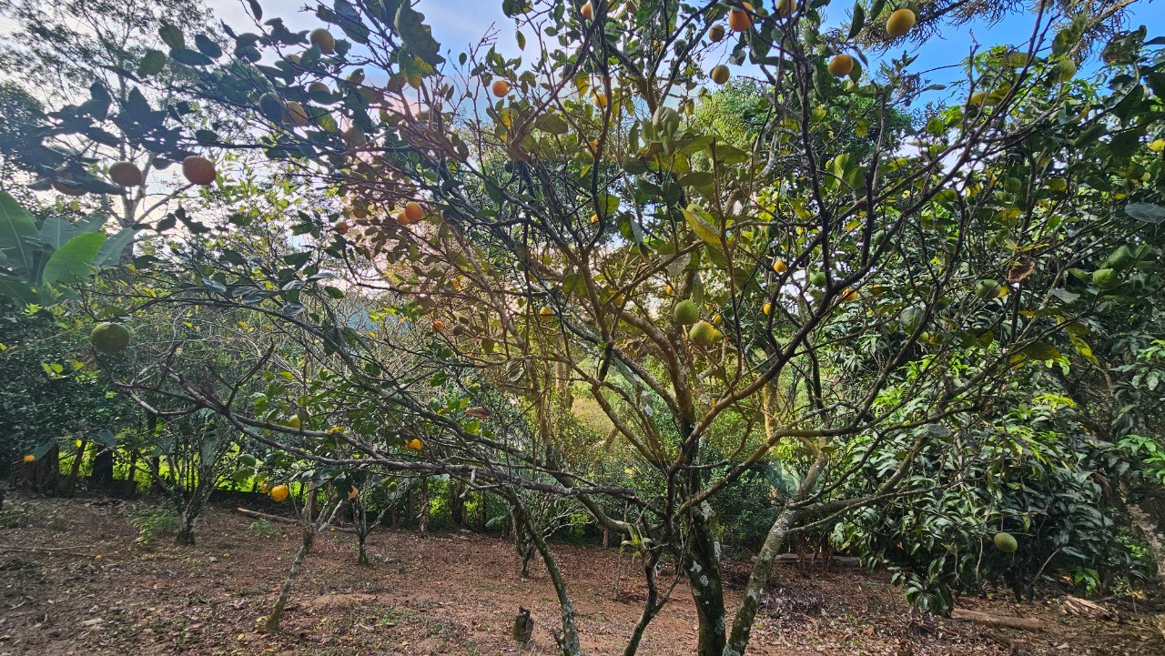 Chácara, 3 quartos - Foto 6