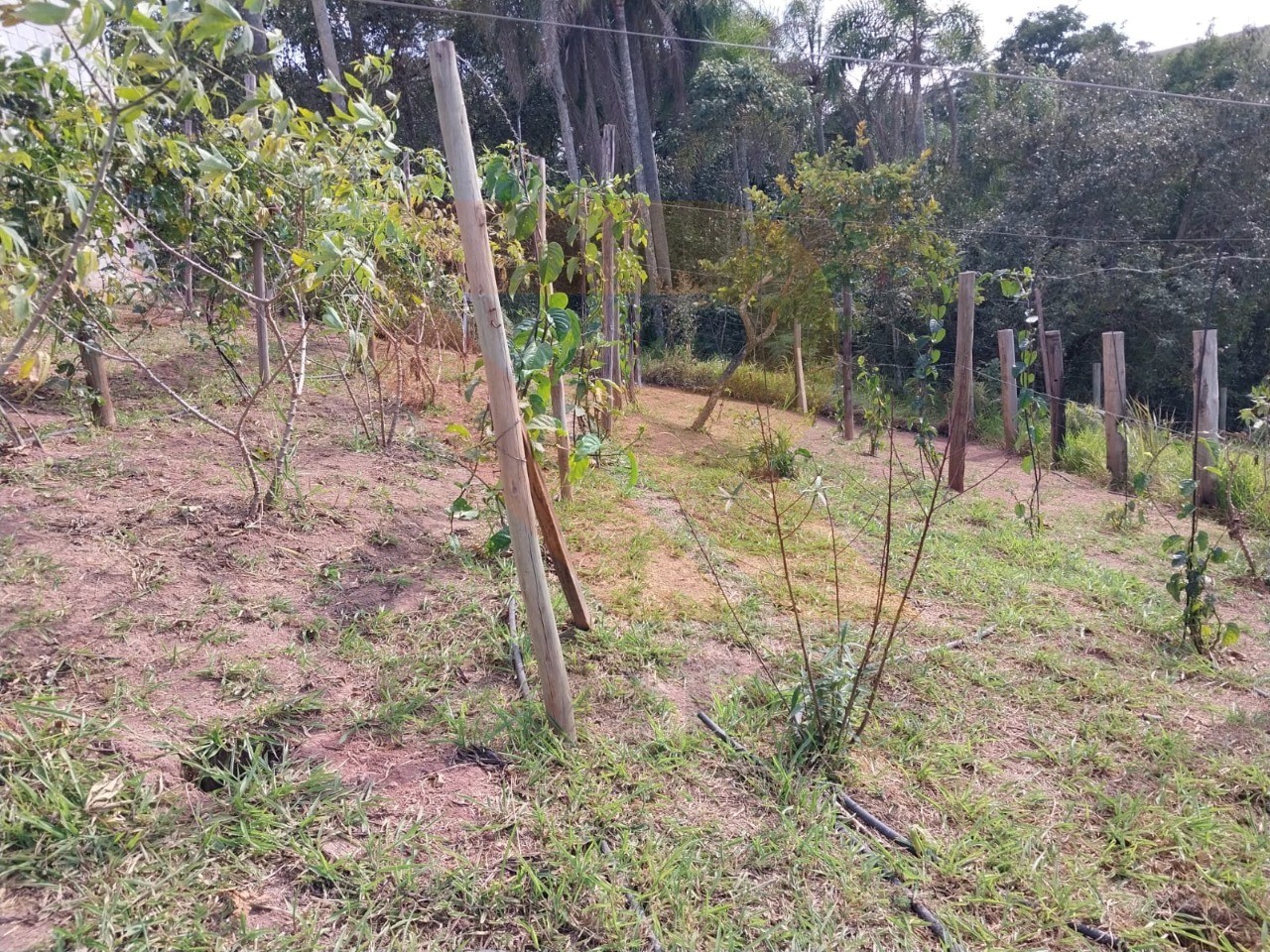 Terreno, 419 m² - Foto 1