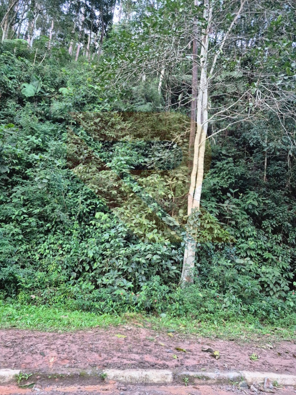 Terreno, 1200 m² - Foto 1