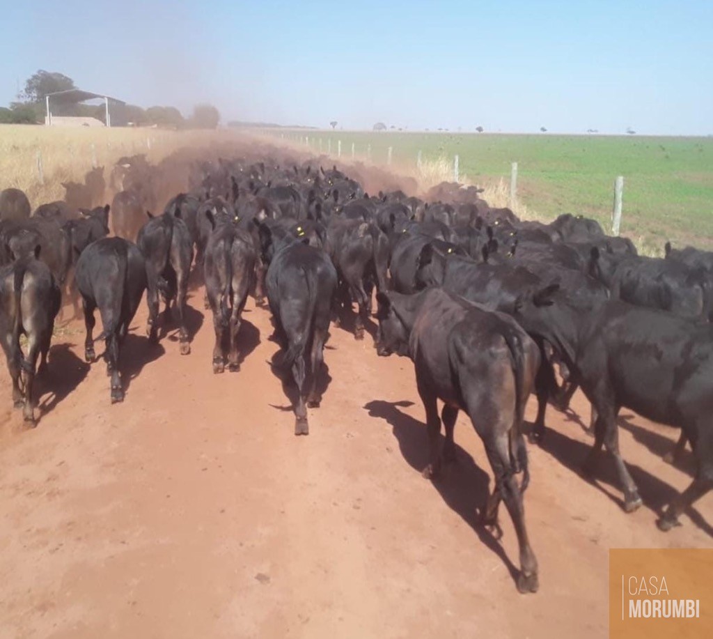 Fazenda, 5068 m² - Foto 6