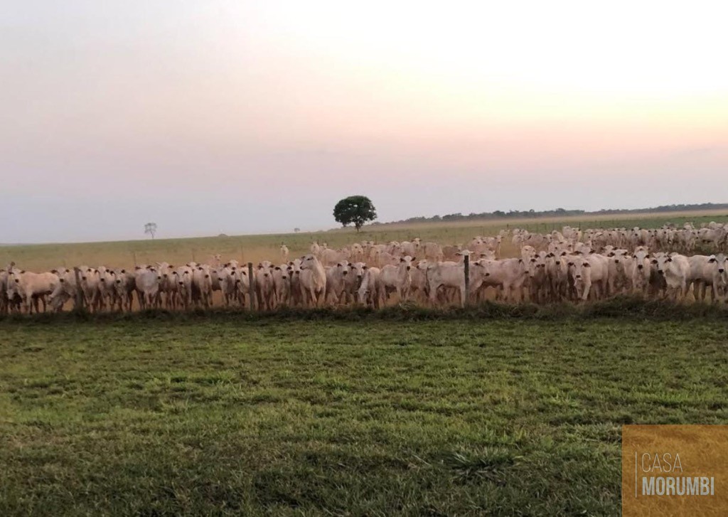 Fazenda, 5068 m² - Foto 14