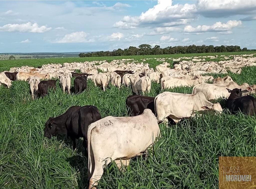 Fazenda, 5068 m² - Foto 2