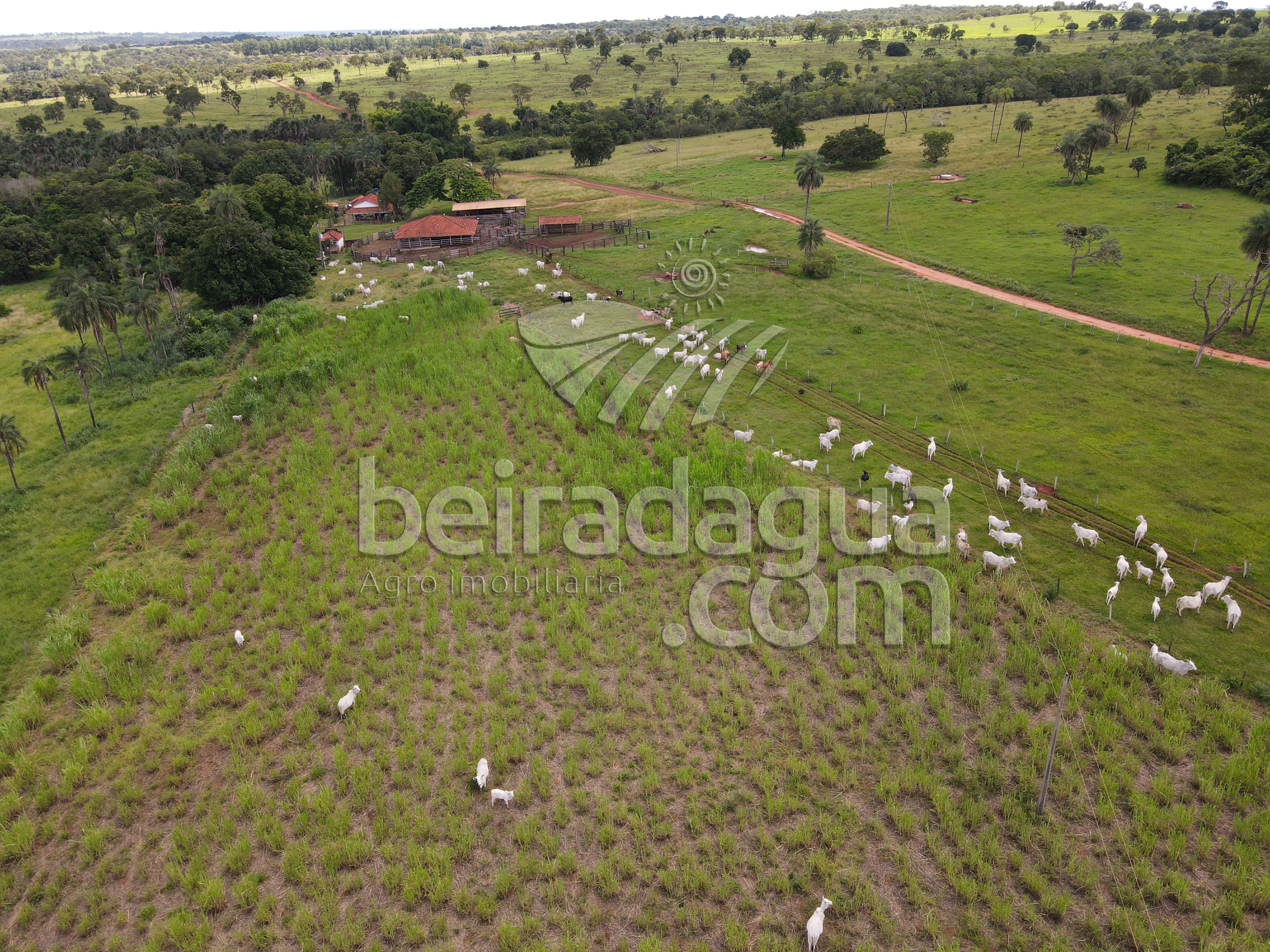 Fazenda para Comprar em Zona Rural - Campina Verde - MG