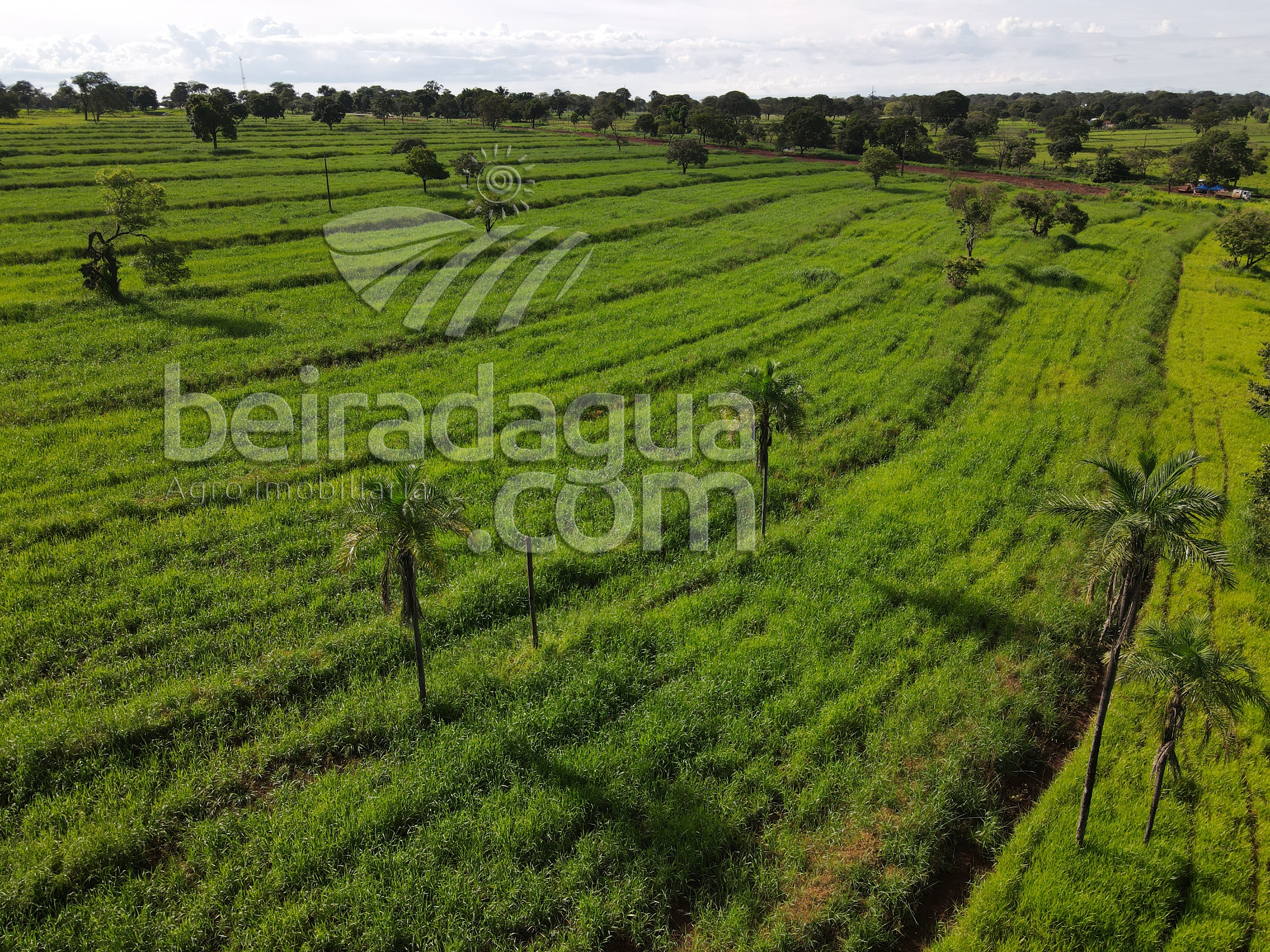 Fazenda para Comprar em Zona Rural - Gurinhatã - MG