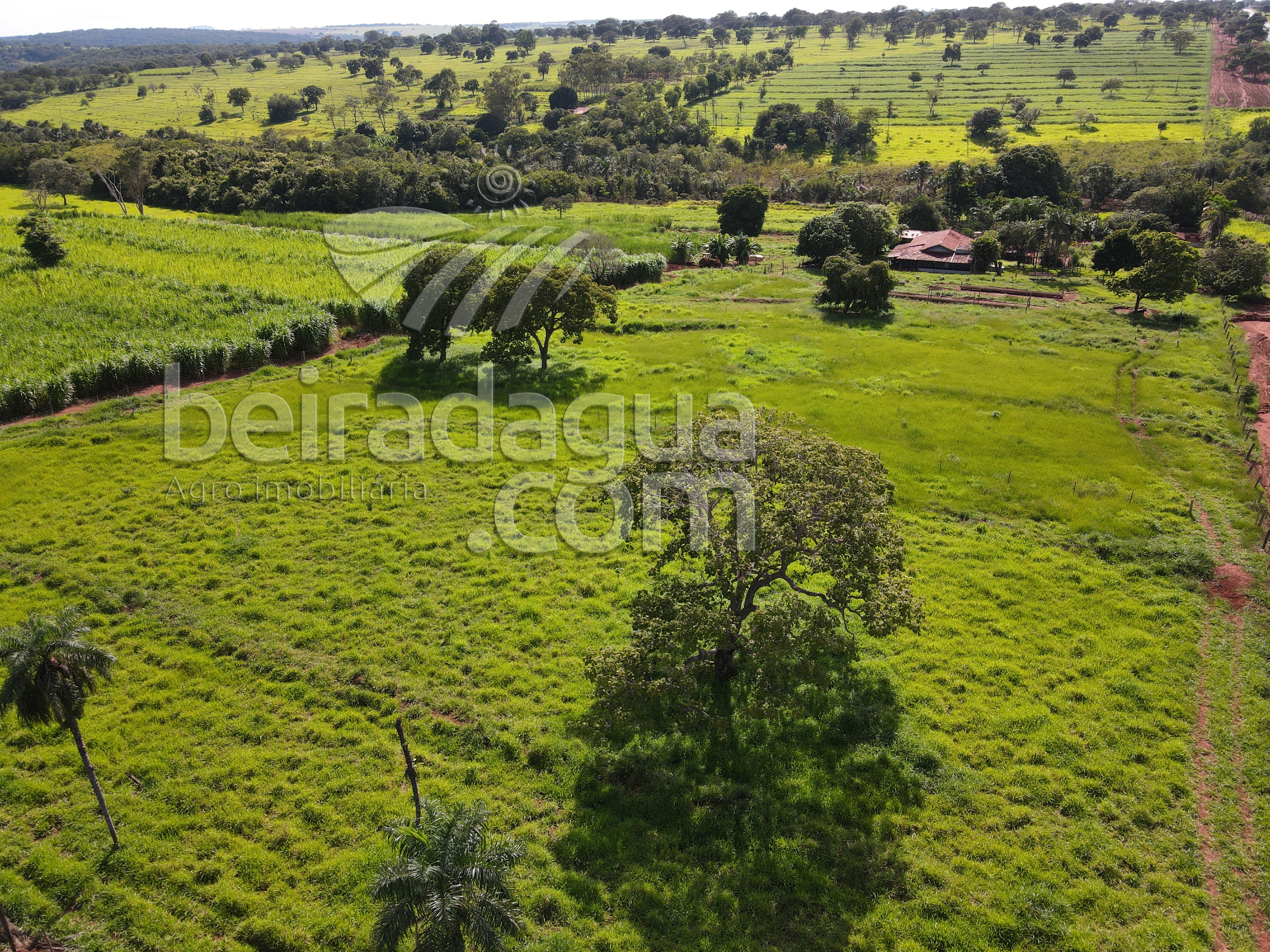 Fazenda para Comprar em Zona Rural - Gurinhatã - MG