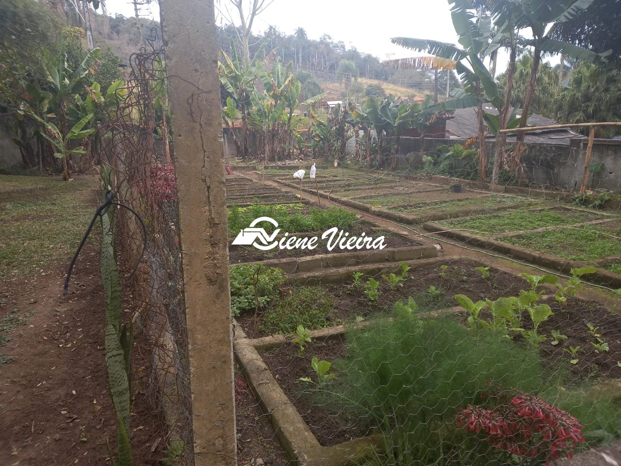 Chácara, 3 quartos, 1 hectares - Foto 2