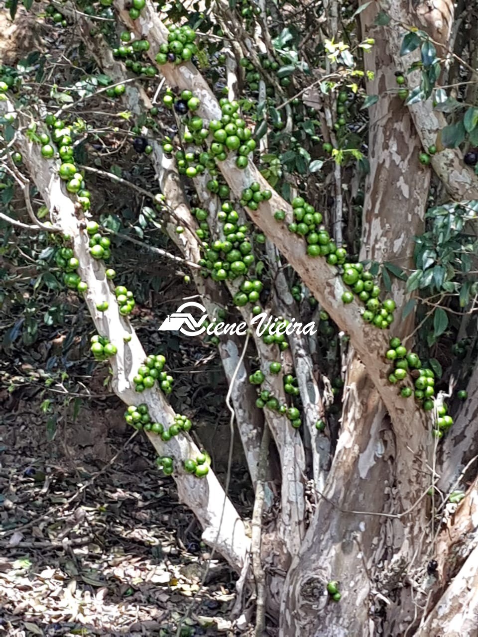Chácara, 6 quartos, 3 hectares - Foto 10